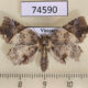 74590p Noctuidae Tamba diaphora f Vietnam $8