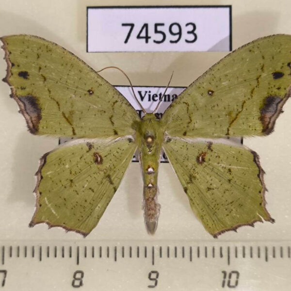 Geometridae Dooabia lunifera Vietnam