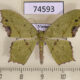 74593p Geometridae Dooabia lunifera Vietnam $7