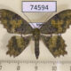 74594p Geometridae Paramaxates macrocerata Vietnam $8