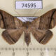 74595p Noctuidae Blasticorhinus varius f Vietnam $10