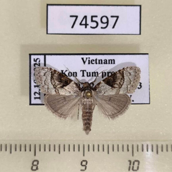 Noctuidae Meganola triangulalis Vietnam