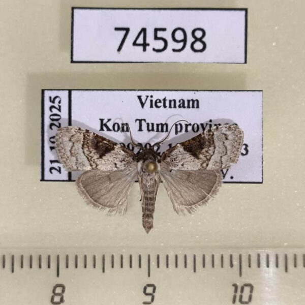 Noctuidae Meganola triangulalis Vietnam