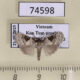 74598p Noctuidae Meganola triangulalis Vietnam $8
