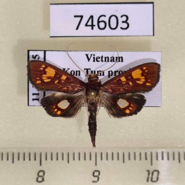 Crambidae Chalcidoptera emissalis Vietnam