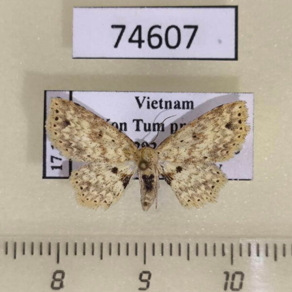 Noctuidae Acygnatha sp. Vietnam