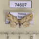 74607p Noctuidae Acygnatha sp. Vietnam $12