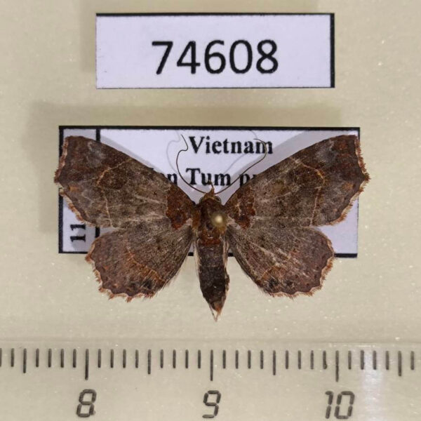 Noctuidae Tamba apicata Vietnam