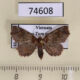 74608p Noctuidae Tamba apicata Vietnam $12