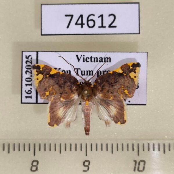 Noctuidae Cossedia hyriodes Vietnam