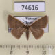 74616p Noctuidae Arasada kanshireiensis Vietnam $10