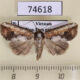 74618p Noctuidae Bagada poliomera Vietnam $9