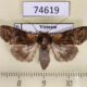 74619p Euteliidae Stictoptera macromma f Vietnam $7