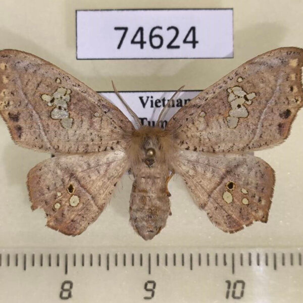 Drepanidae Spectroreta hyalodisca f Vietnam