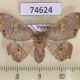 74624p Drepanidae Spectroreta hyalodisca f Vietnam $10