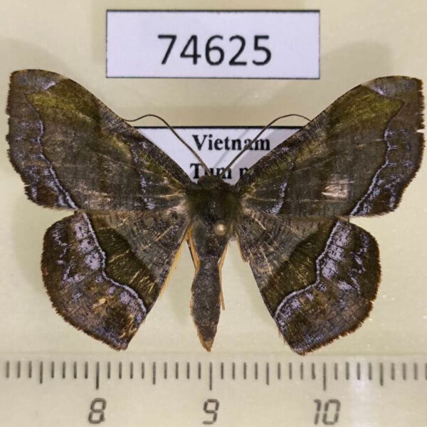 Geometridae Fascellina rectimarginata Vietnam