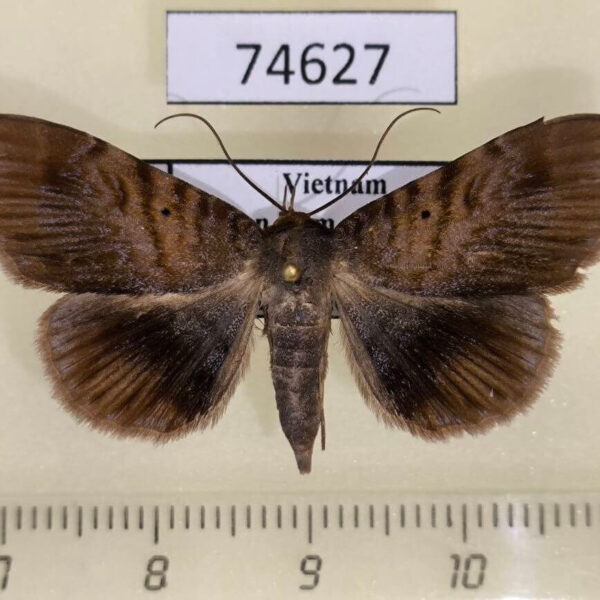 Noctuidae Mecodina cyanodonta Vietnam