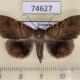74627p Noctuidae Mecodina cyanodonta Vietnam $8