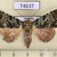 74637p Noctuidae Viridistria striatovirens Vietnam $20