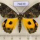 74639p Geometridae Pachyodes crocina Vietnam $10