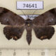 74641p Noctuidae Mecodina albodentata f Vietnam $8