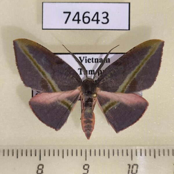 Geometridae Hypochrosis iris Vietnam