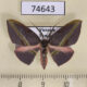 74643p Geometridae Hypochrosis iris Vietnam $8