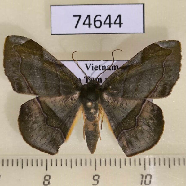 Geometridae Fascellina rectimarginata Vietnam