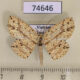 74646p Geometridae Parasynegia sp. Vietnam $5