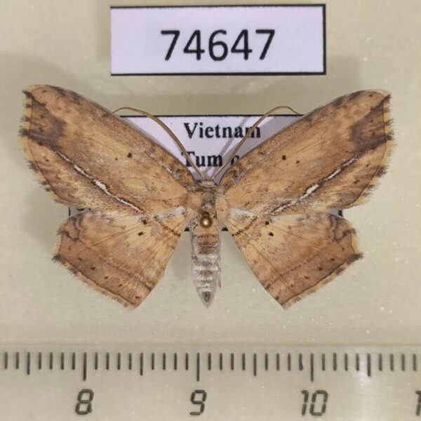 Drepanidae Phalacra albilinea Vietnam
