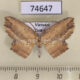 74647p Drepanidae Phalacra albilinea Vietnam $8
