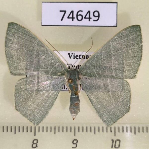 Geometridae Pelagodes sp. f Vietnam