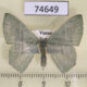 74649p Geometridae Pelagodes sp. f Vietnam $6