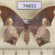 74651p Geometridae Timandromorpha discolor f Vietnam $9