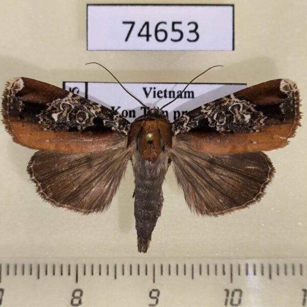Noctuidae Callyna contracta Vietnam
