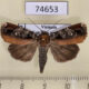 74653p Noctuidae Callyna contracta Vietnam $12