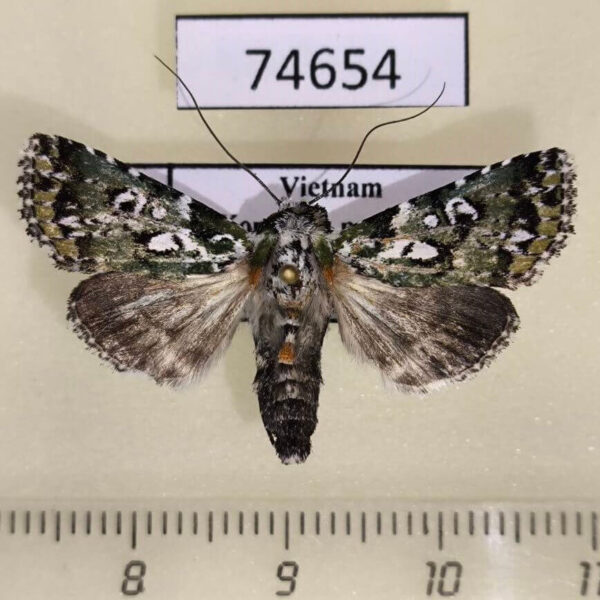 Noctuidae Yula muscosa Vietnam