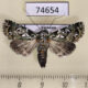 74654p Noctuidae Yula muscosa Vietnam $9