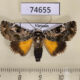 74655p Noctuidae Tambana glauca Vietnam $15