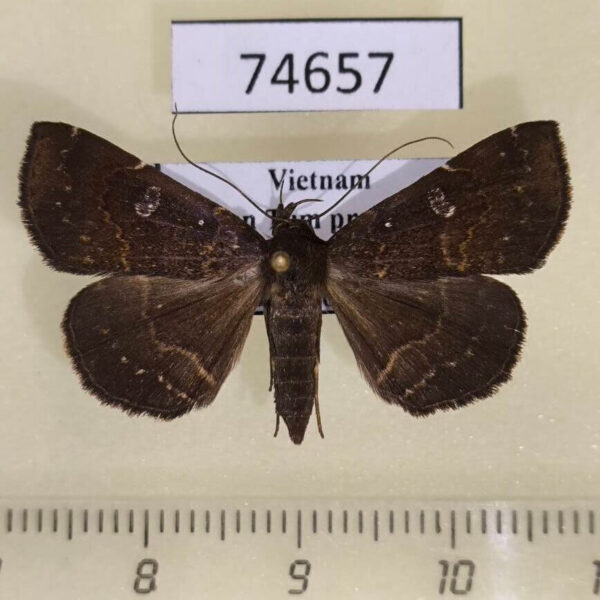 Noctuidae Bocana silenusalis f Vietnam
