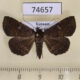 74657p Noctuidae Bocana silenusalis f Vietnam $12