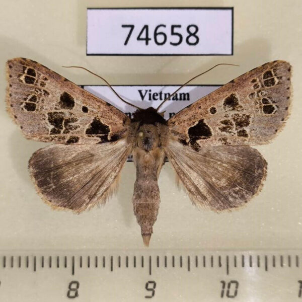 Noctuidae Anoba polyspila Vietnam