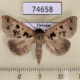 74658p Noctuidae Anoba polyspila Vietnam $10