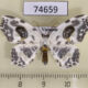74659p Drepanidae Auzata ocellata Vietnam $17