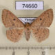 74660p Thyrididae Aglaopus decussata Vietnam $9