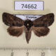 74662p Noctuidae Paradiopa postfusca f Vietnam $9