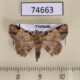 74663p Noctuidae Panilla costipunctata Vietnam $12