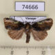 74666p Noctuidae Etanna sp. Vietnam $9