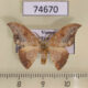 74670p Drepanidae Strepsigonia diluta Vietnam $7