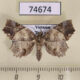 74674p Noctuidae Tamba diaphora f Vietnam $14